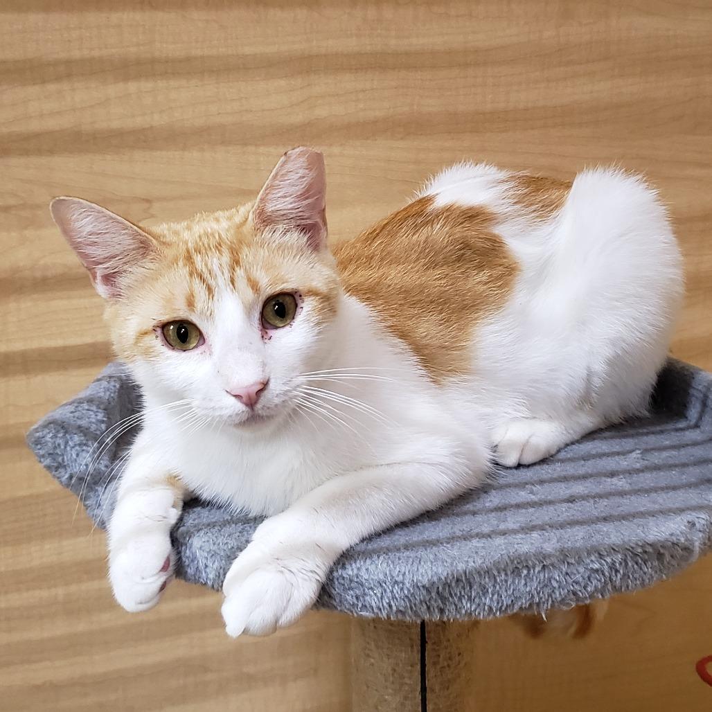 Wellsy, a Adoptable Domestic Short Hair in Bulverde, TX image 4/6