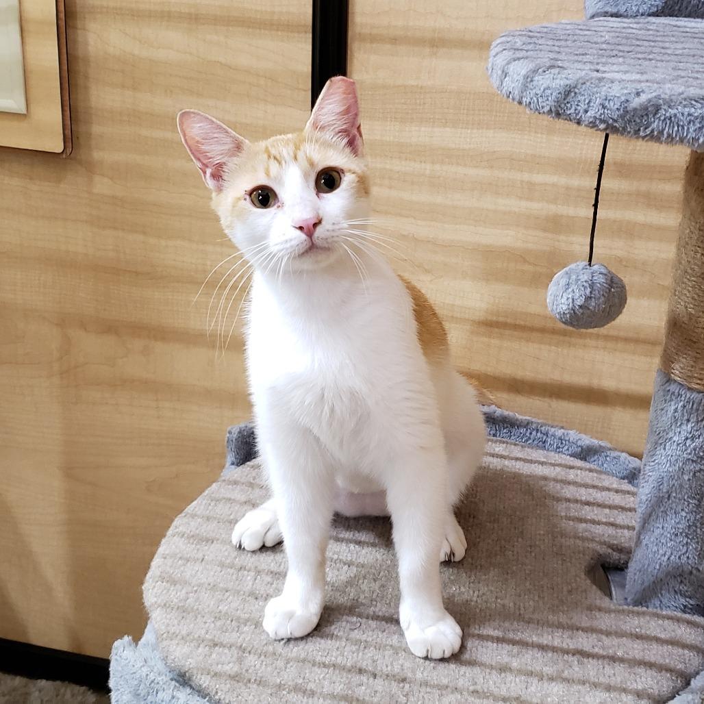 Wellsy, a Adoptable Domestic Short Hair in Bulverde, TX image 5/6