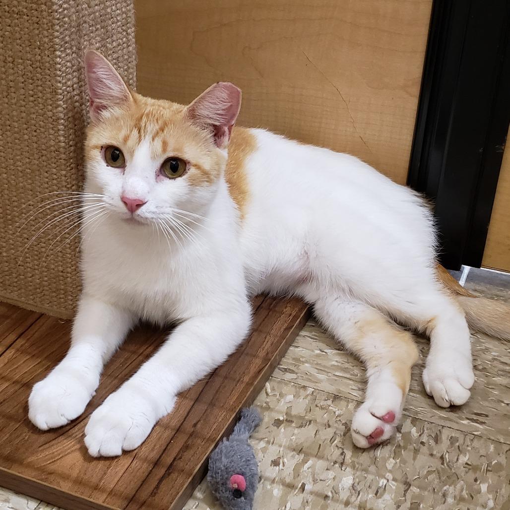 Wellsy, a Adoptable Domestic Short Hair in Bulverde, TX image 6/6