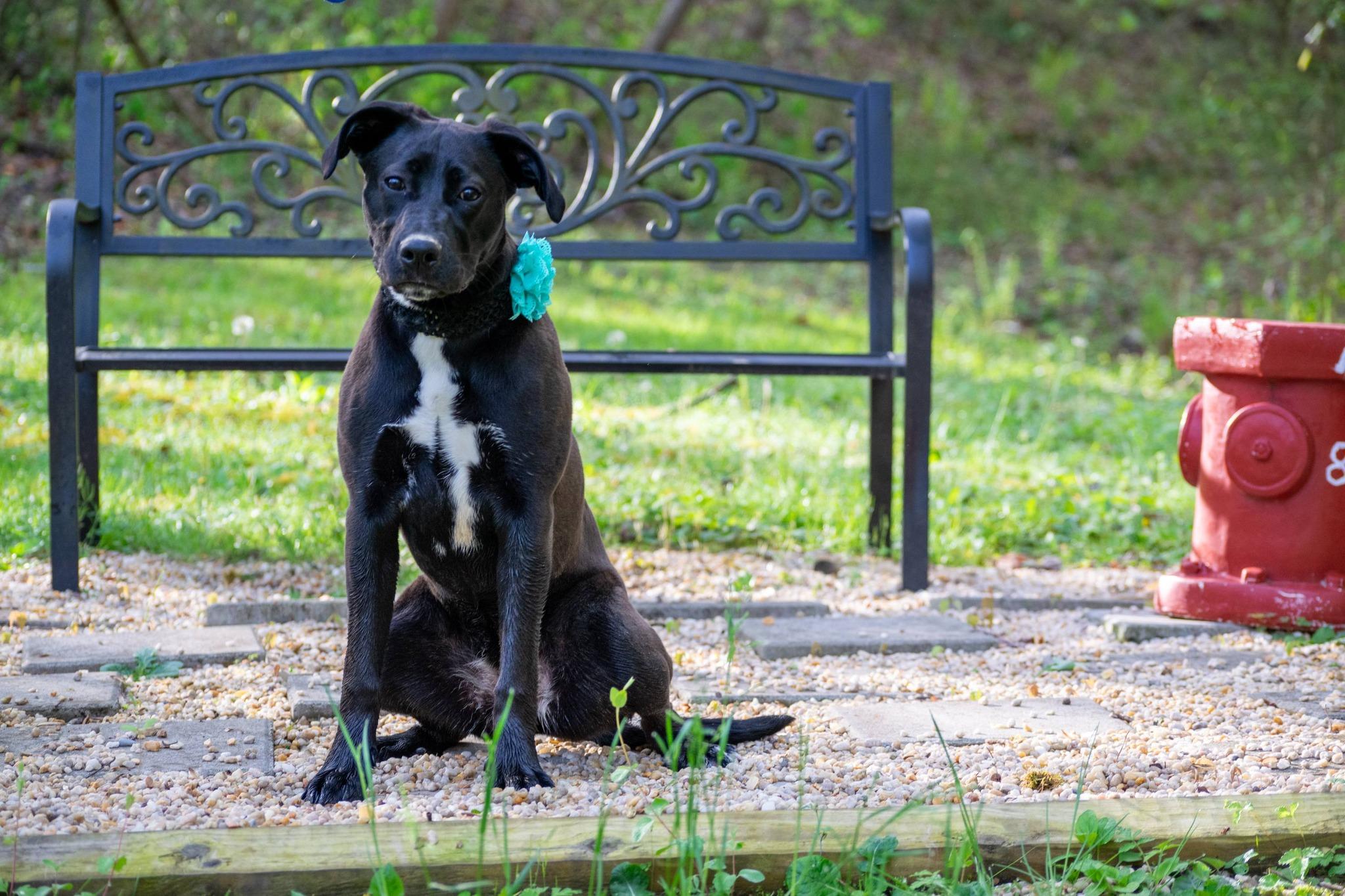 Enlarge Luna, a ADOPTABLE mixed breed in Sevierville, TN image 3/5