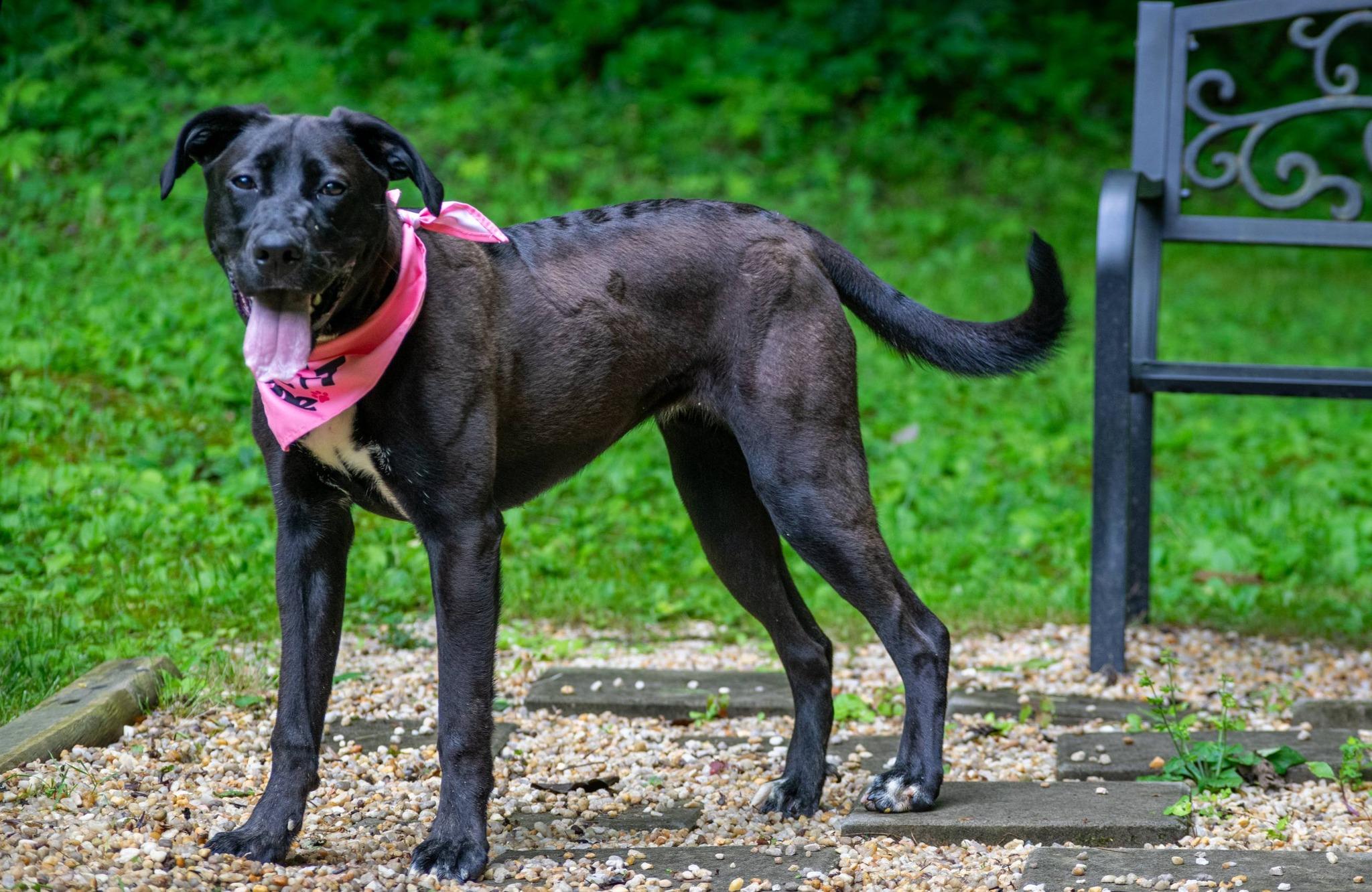 Enlarge Luna, a ADOPTABLE mixed breed in Sevierville, TN image 3/3