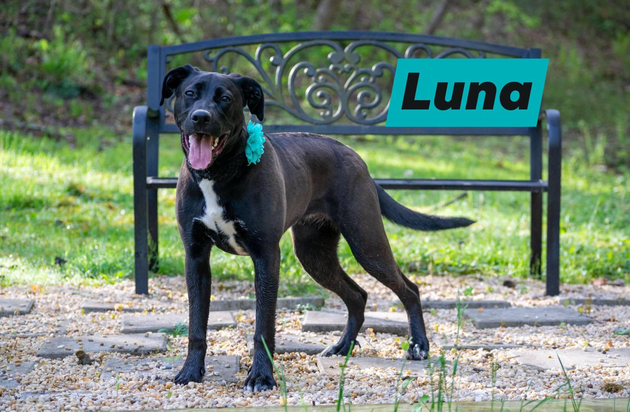 Enlarge Luna, a ADOPTABLE mixed breed in Sevierville, TN image 1/5