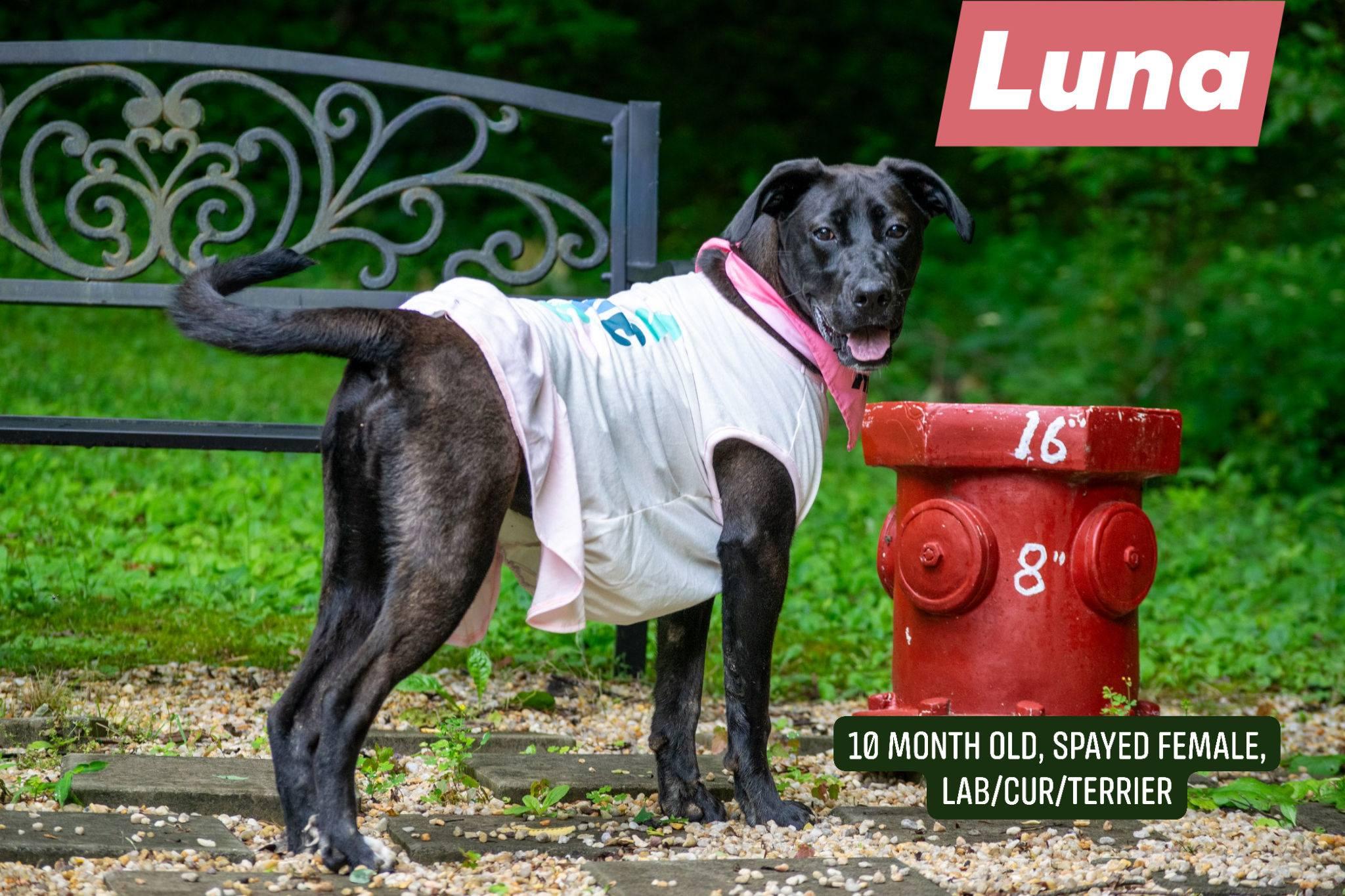 Enlarge Luna, a ADOPTABLE mixed breed in Sevierville, TN image 1/3