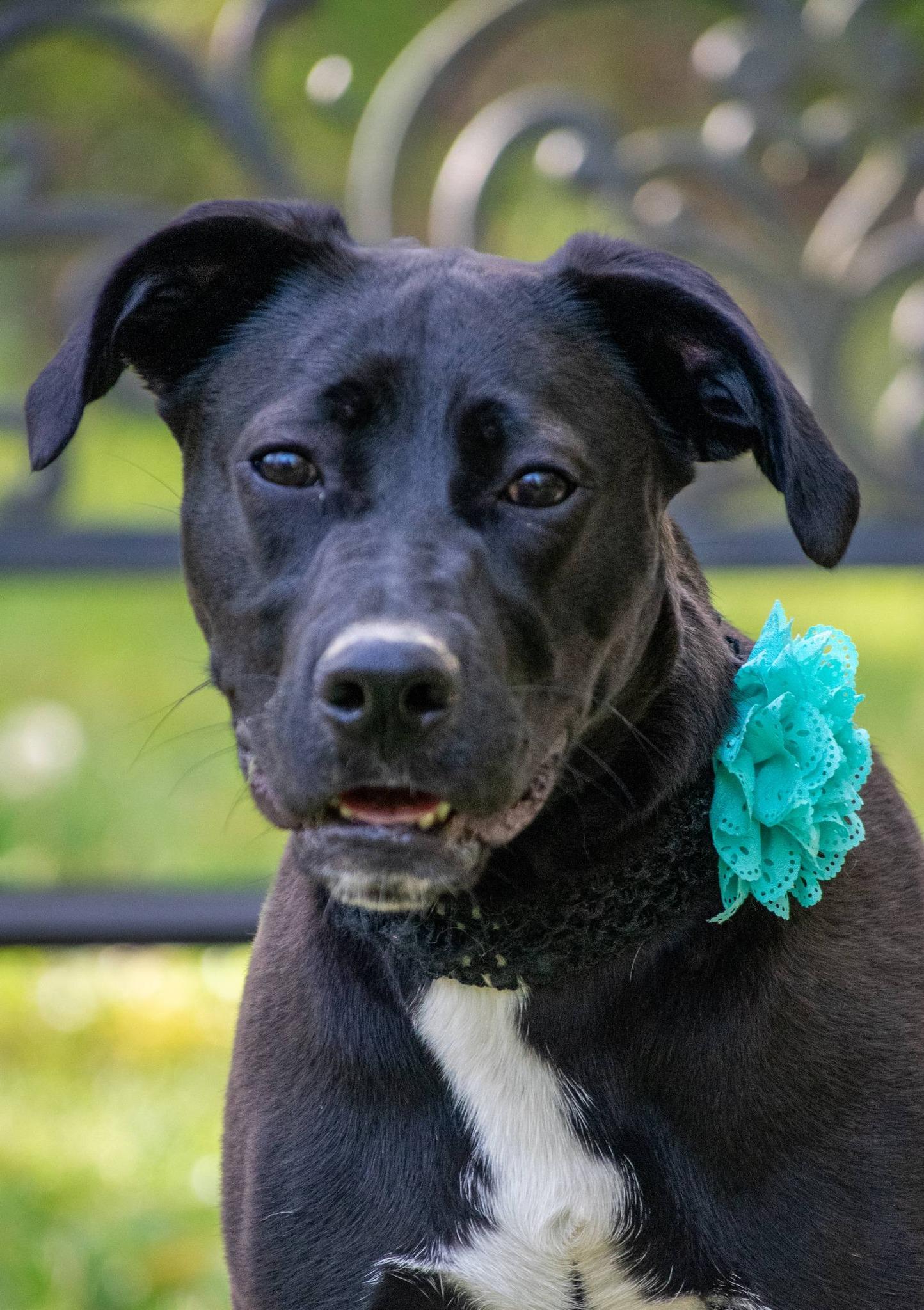 Enlarge Luna, a ADOPTABLE mixed breed in Sevierville, TN image 4/5