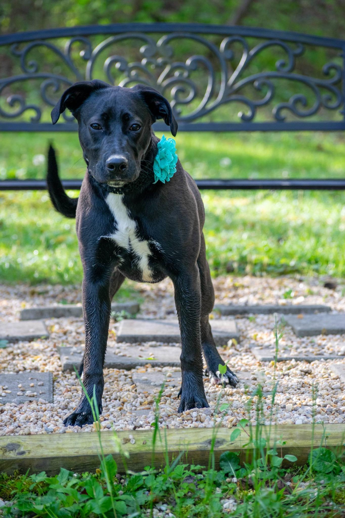 Enlarge Luna, a ADOPTABLE mixed breed in Sevierville, TN image 2/5