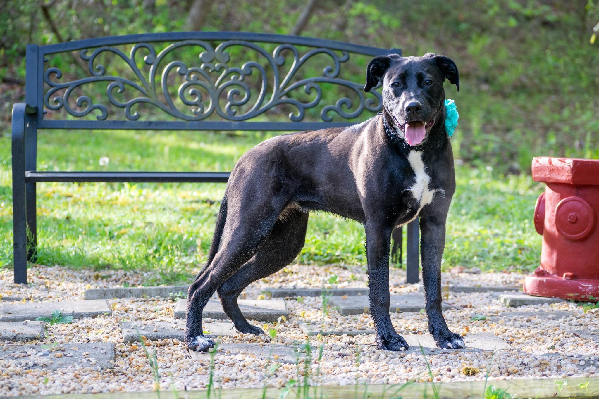Enlarge Luna, a ADOPTABLE mixed breed in Sevierville, TN image 5/5
