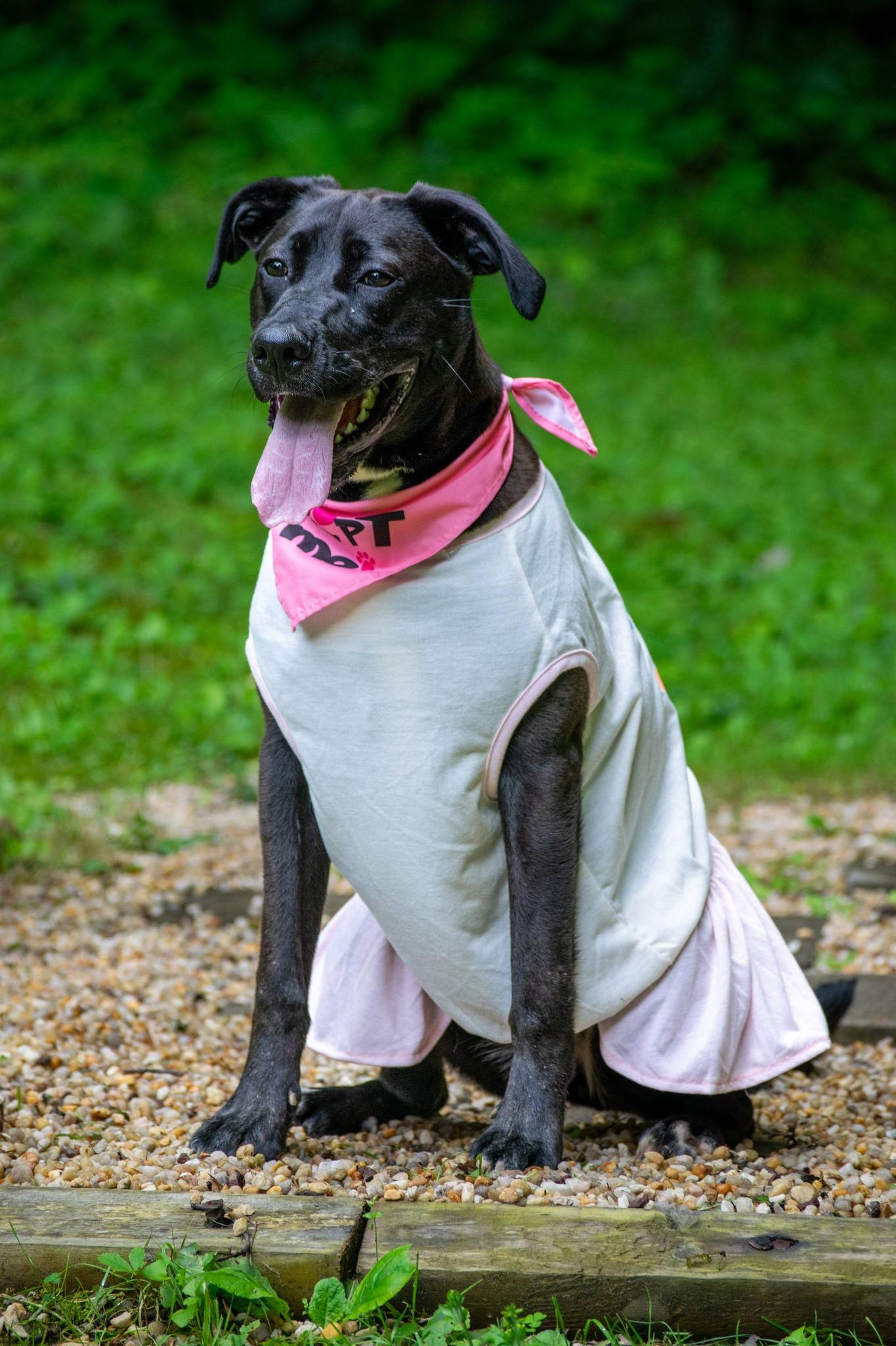 Enlarge Luna, a ADOPTABLE mixed breed in Sevierville, TN image 2/3