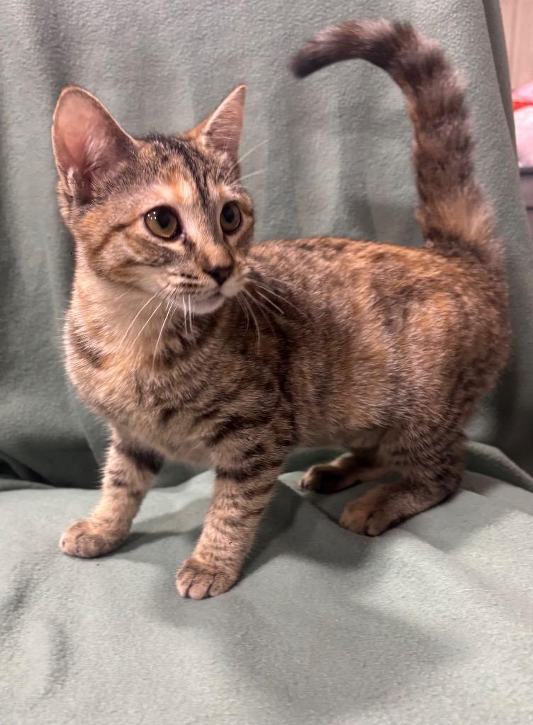 Judy Moody, a Adopted mixed breed in Corpus Christi, TX image 1/3