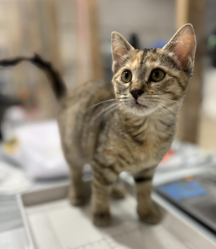 Judy Moody, a Adopted mixed breed in Corpus Christi, TX image 2/3