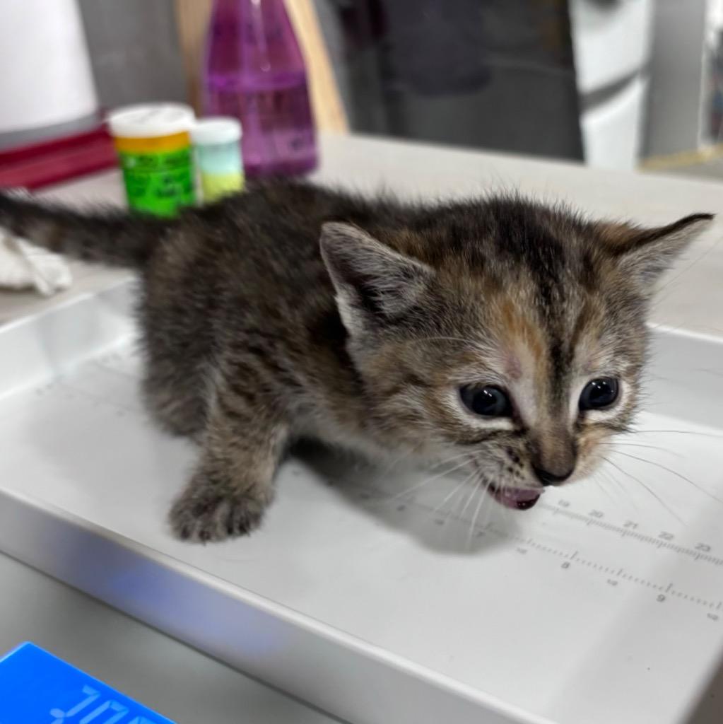 Judy Moody, a Adopted mixed breed in Corpus Christi, TX image 3/3