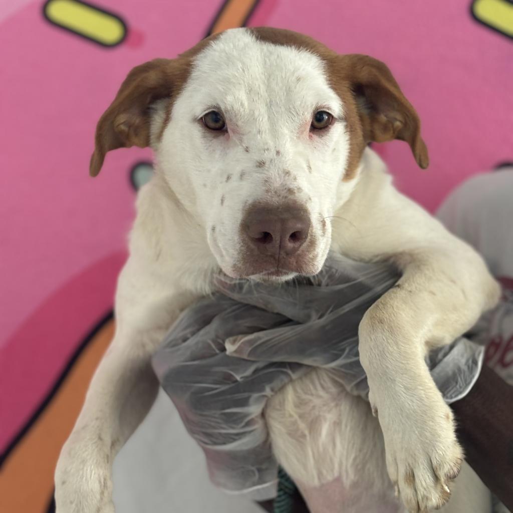 Pheniox, Adoptable, Adult Female Labrador Retriever & Terrier.