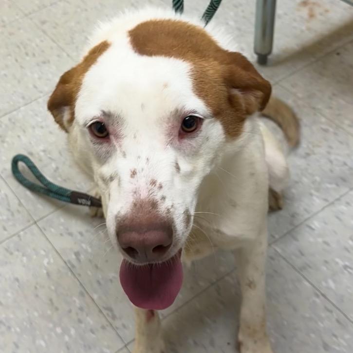 Enlarge Pheniox, a Adoptable mixed breed in Clarksdale, MS image 2/4