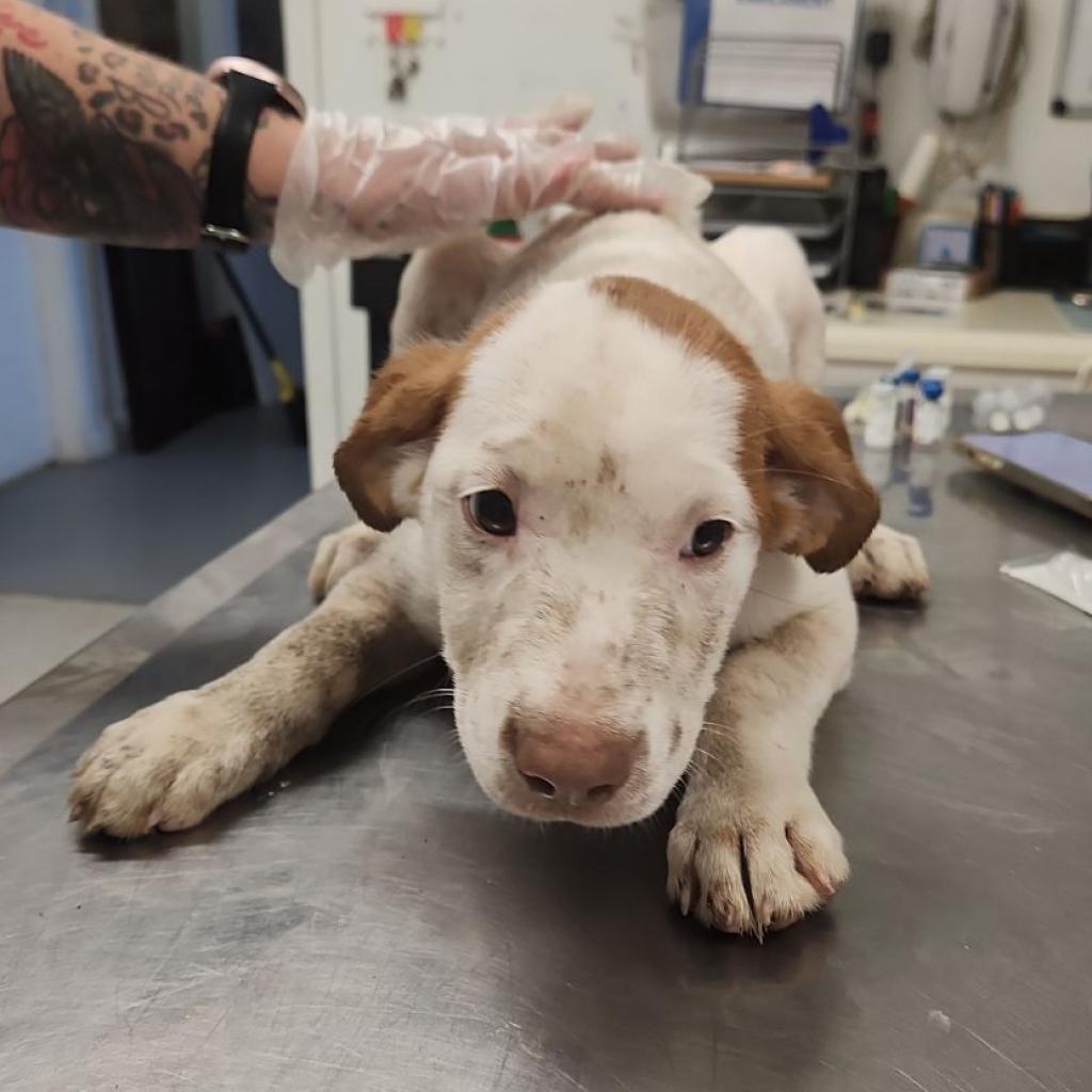 Enlarge Pheniox, a Adoptable mixed breed in Clarksdale, MS image 3/4