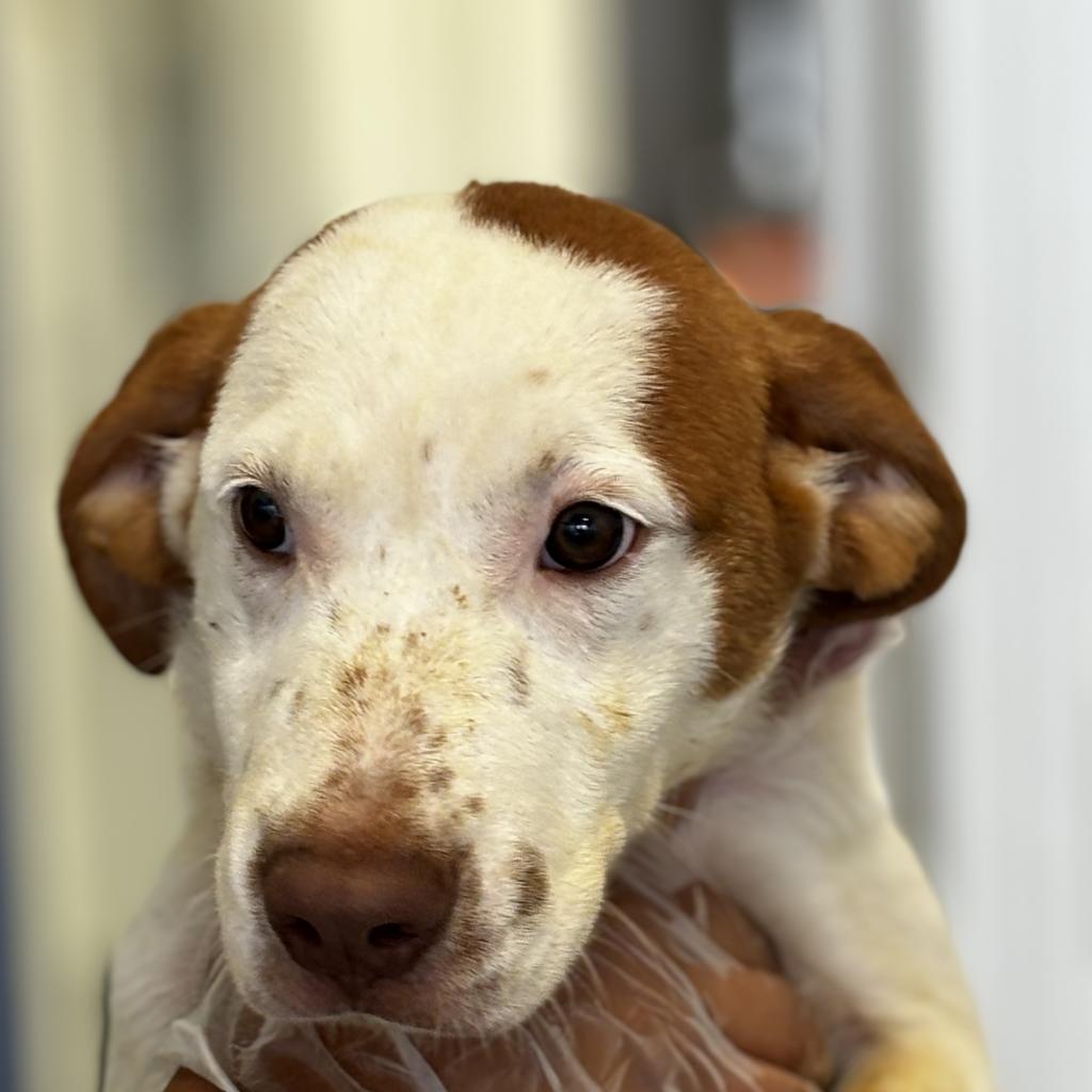 Enlarge Pheniox, a Adoptable mixed breed in Clarksdale, MS image 4/4