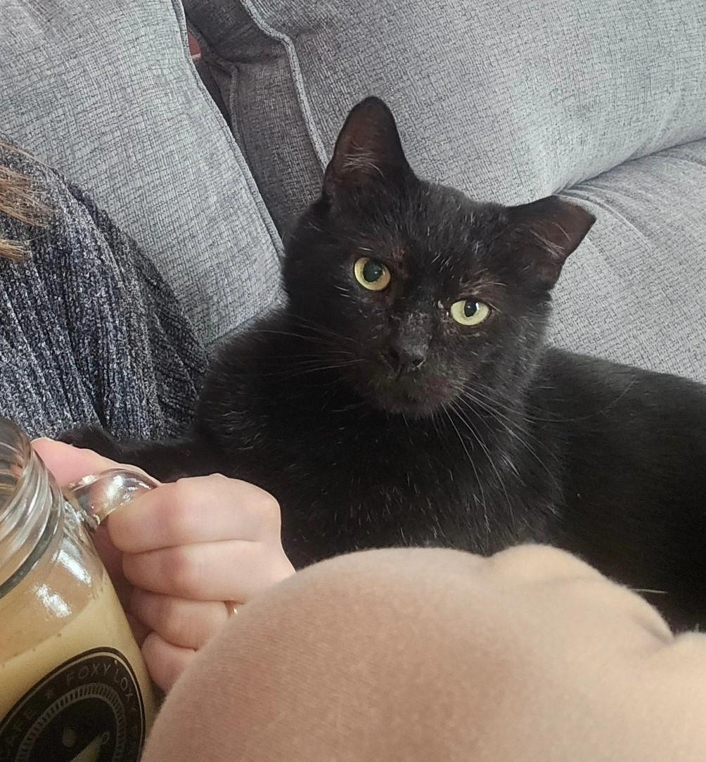 Gomez Addams, Adoptable, Adult Male Domestic Short Hair.