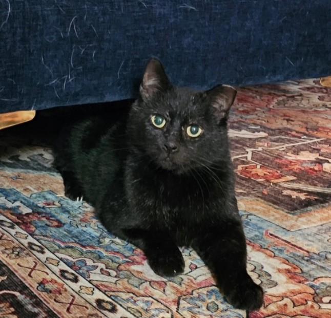 Enlarge Gomez Addams, a Adoptable Domestic Short Hair in Dayton, OH image 2/3