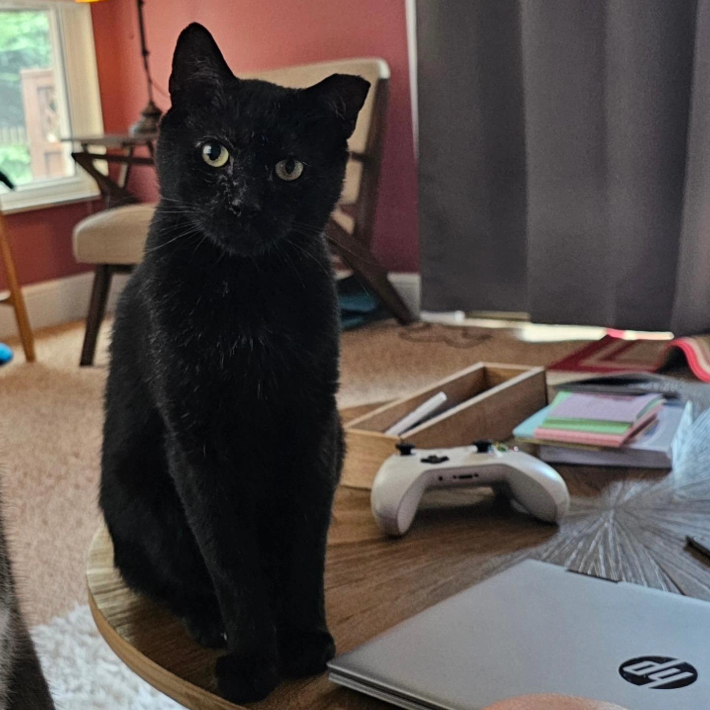 Enlarge Gomez Addams, a Adoptable Domestic Short Hair in Dayton, OH image 3/3