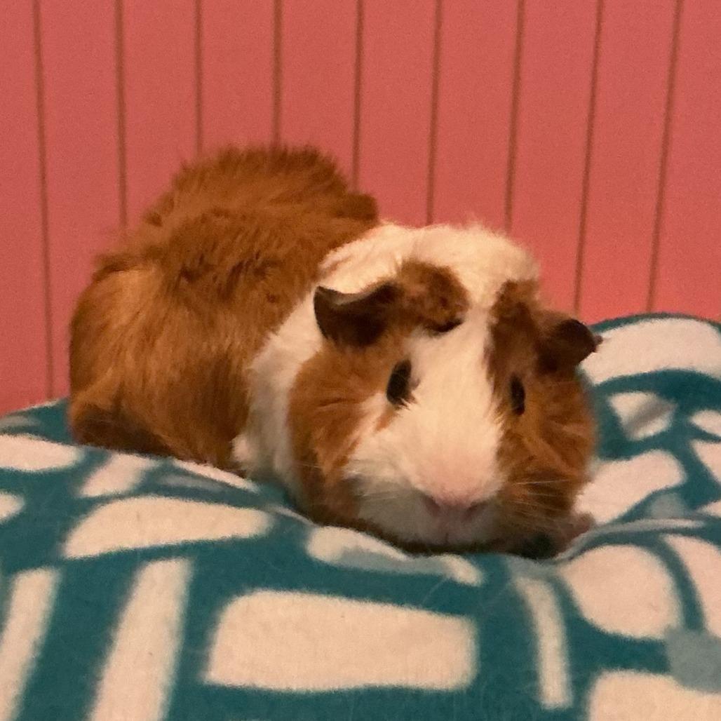 Enlarge Miles with Lucas and Nugget-in foster, a Adoptable Guinea Pig in Springfield, MA image 1/4