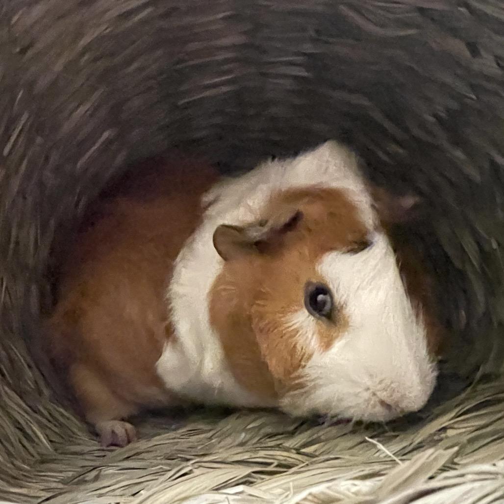 Enlarge Miles with Lucas and Nugget-in foster, a Adoptable Guinea Pig in Springfield, MA image 2/4