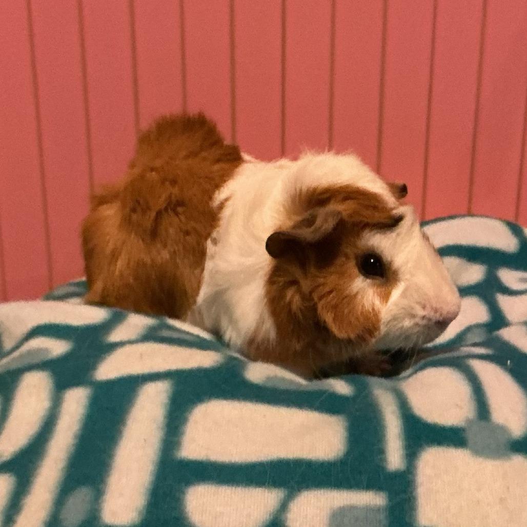 Enlarge Miles with Lucas and Nugget-in foster, a Adoptable Guinea Pig in Springfield, MA image 3/4