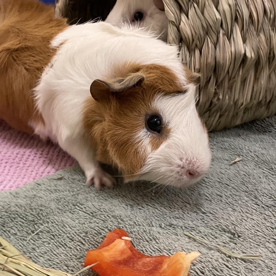Enlarge Miles with Lucas and Nugget-in foster, a Adoptable Guinea Pig in Springfield, MA image 4/4