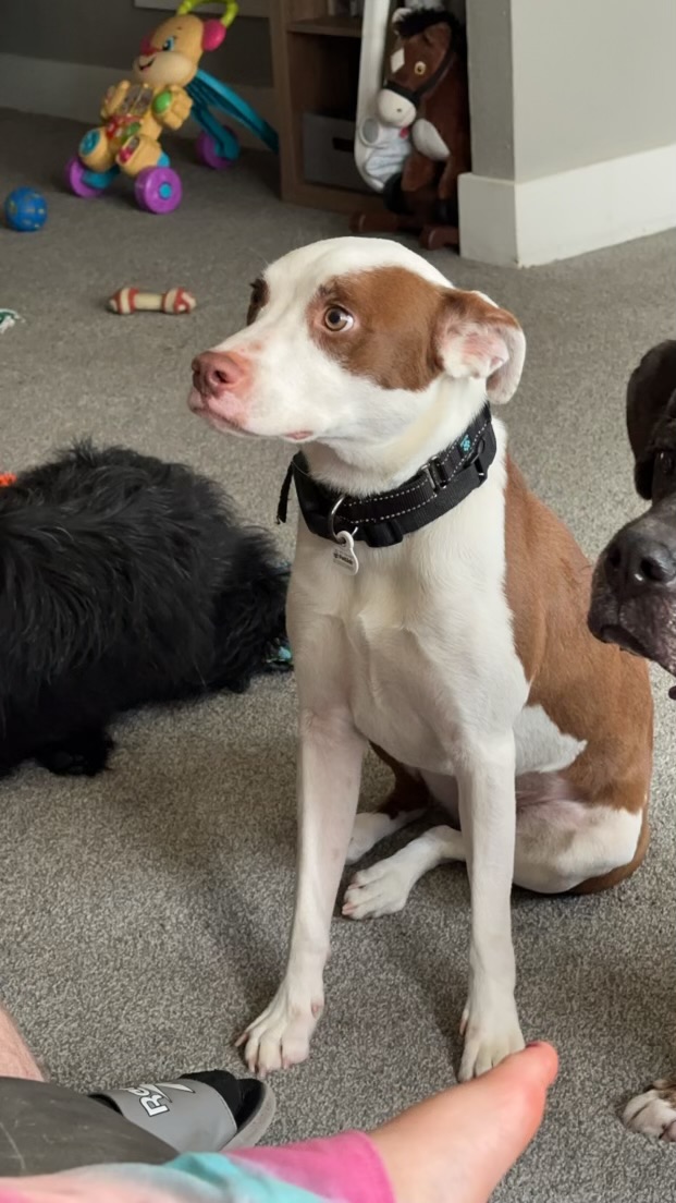 Pouty, a Adoptable mixed breed in Grand Island, NE image 1/3