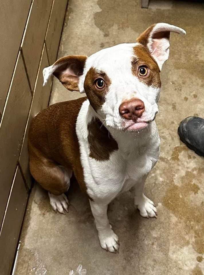 Pouty, a Adoptable mixed breed in Grand Island, NE image 3/3