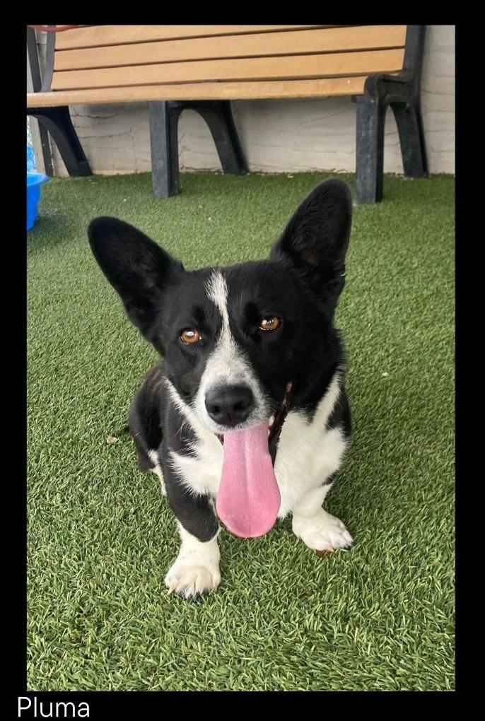Pluma, Adopted, Young Male Corgi.