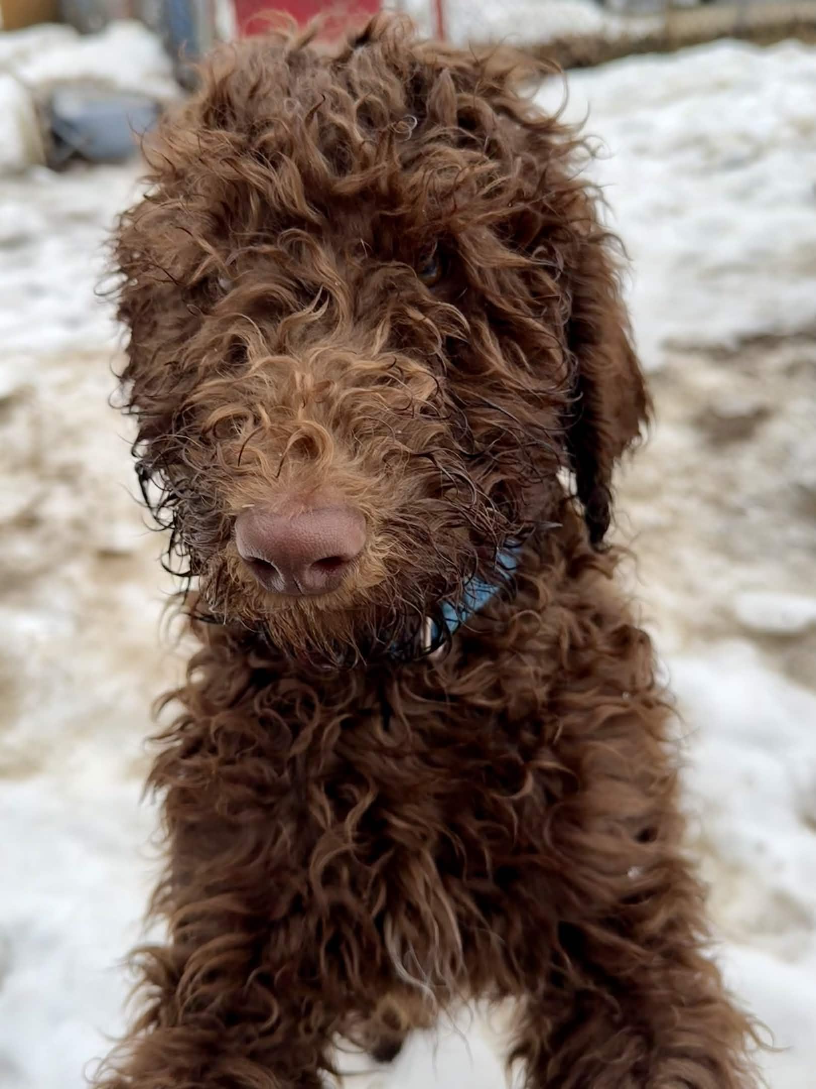 Enlarge Neptune, a Adoptable Standard Poodle in Exeter, RI image 1/5