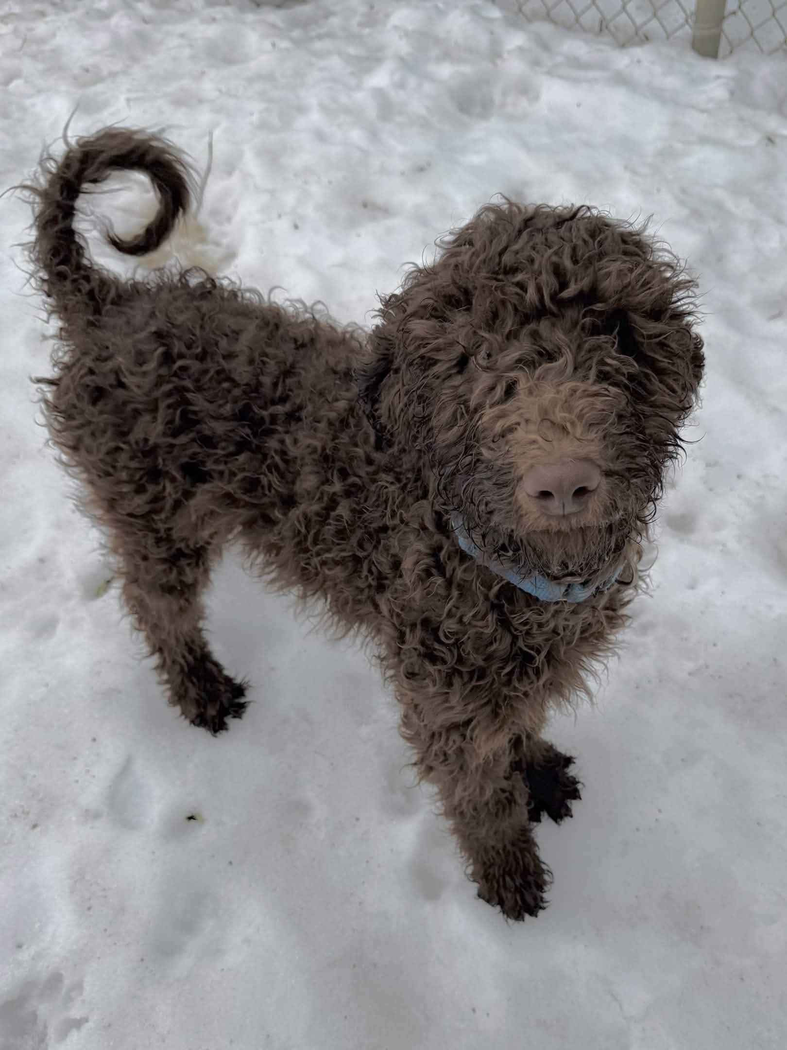 Enlarge Neptune, a Adoptable Standard Poodle in Exeter, RI image 5/5
