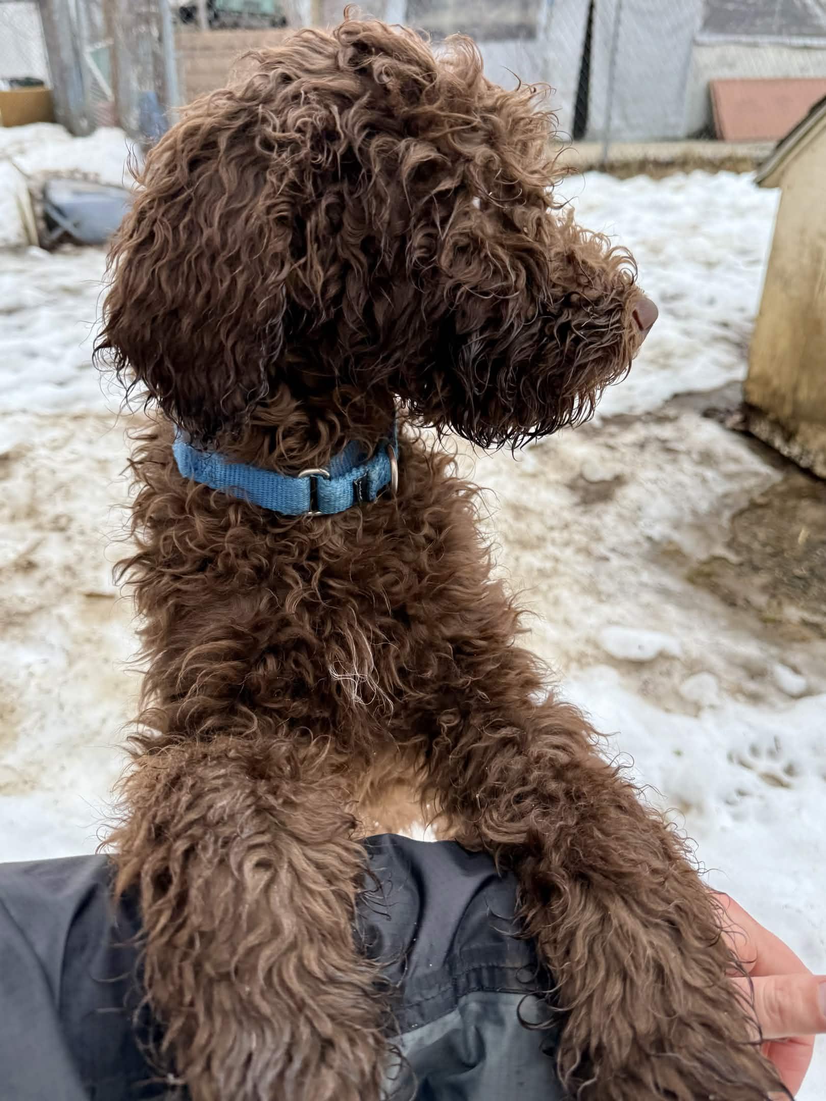 Enlarge Neptune, a Adoptable Standard Poodle in Exeter, RI image 2/5
