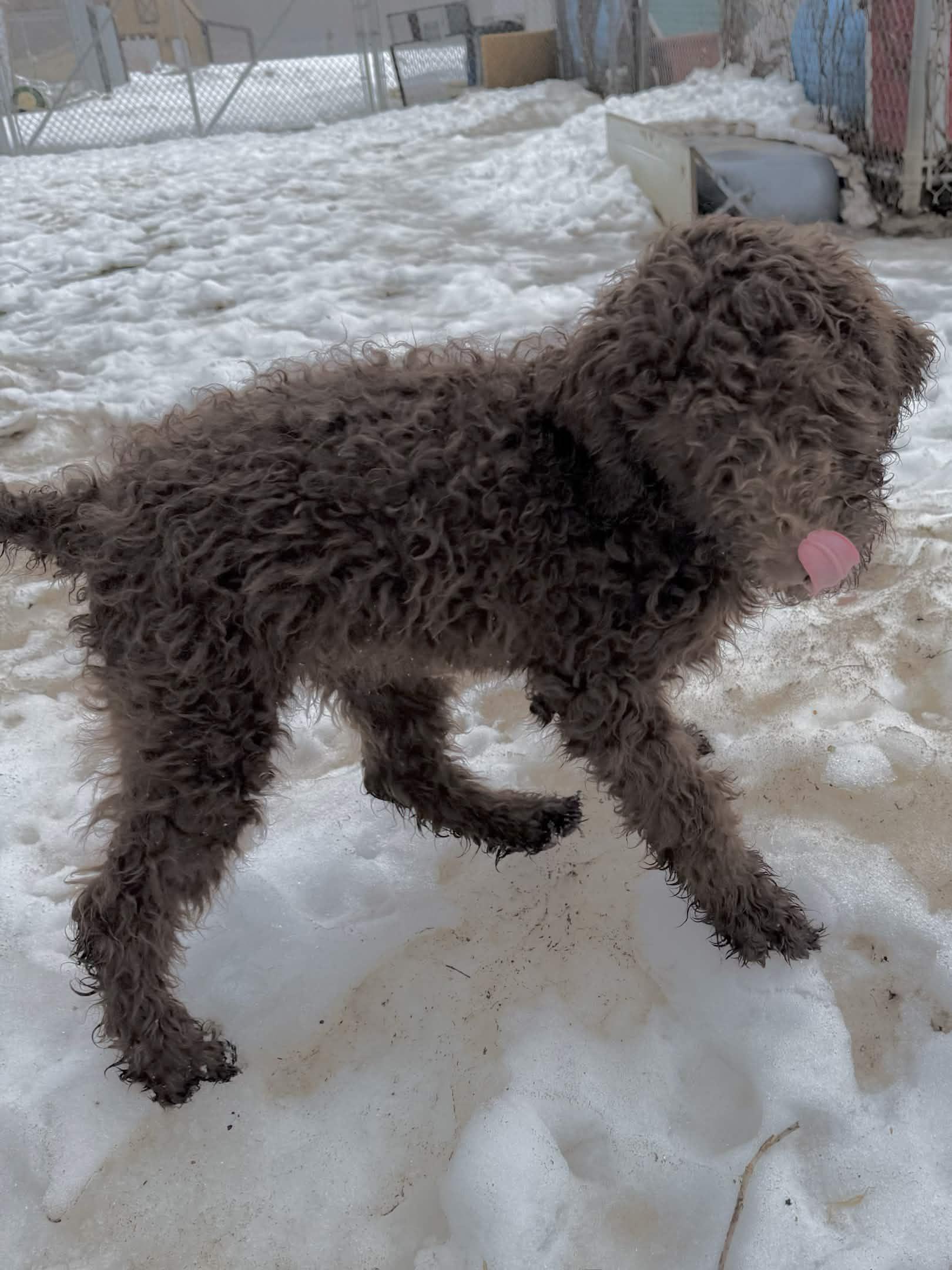 Enlarge Neptune, a Adoptable Standard Poodle in Exeter, RI image 3/5