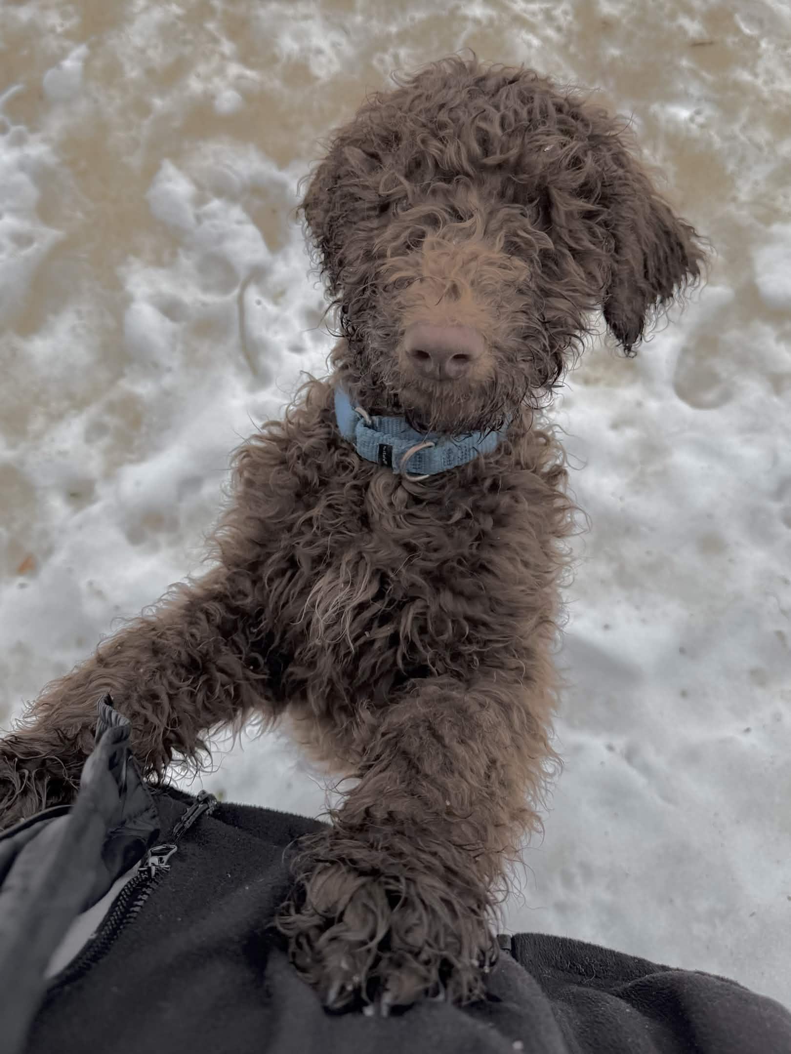 Enlarge Neptune, a Adoptable Standard Poodle in Exeter, RI image 4/5