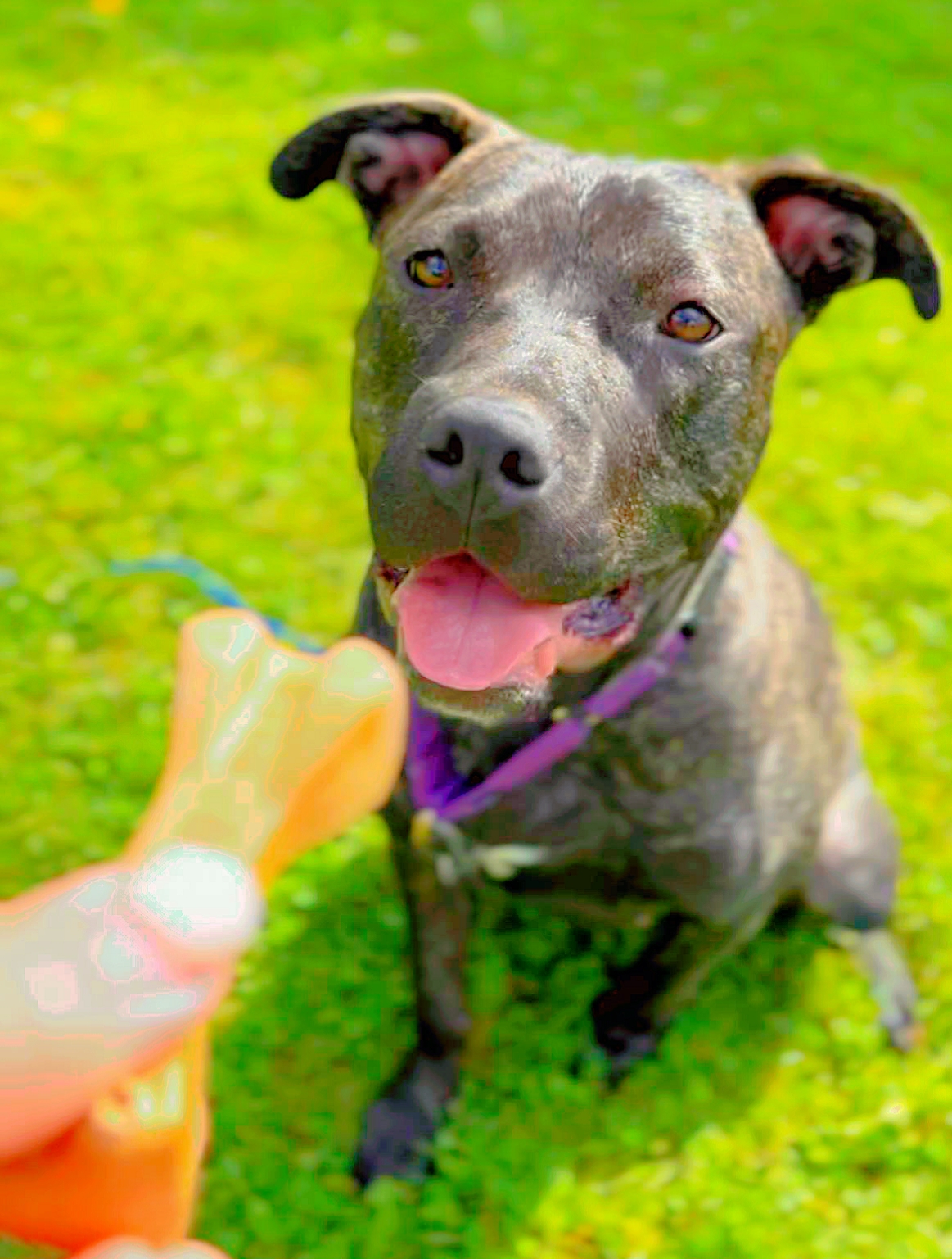 Wendy, a Adoptable mixed breed in Ferndale, MI image 1/6