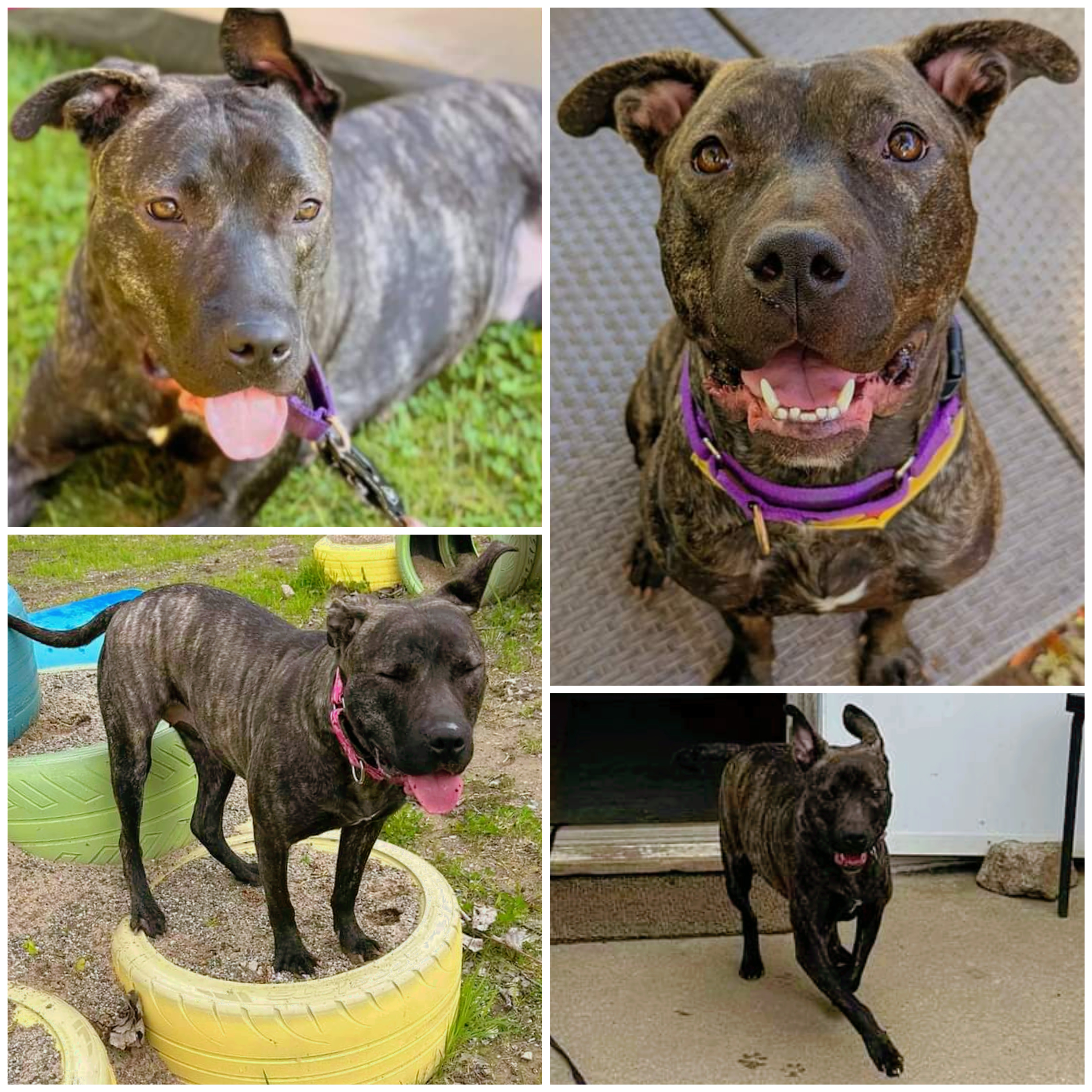 Wendy, a Adoptable mixed breed in Ferndale, MI image 2/6