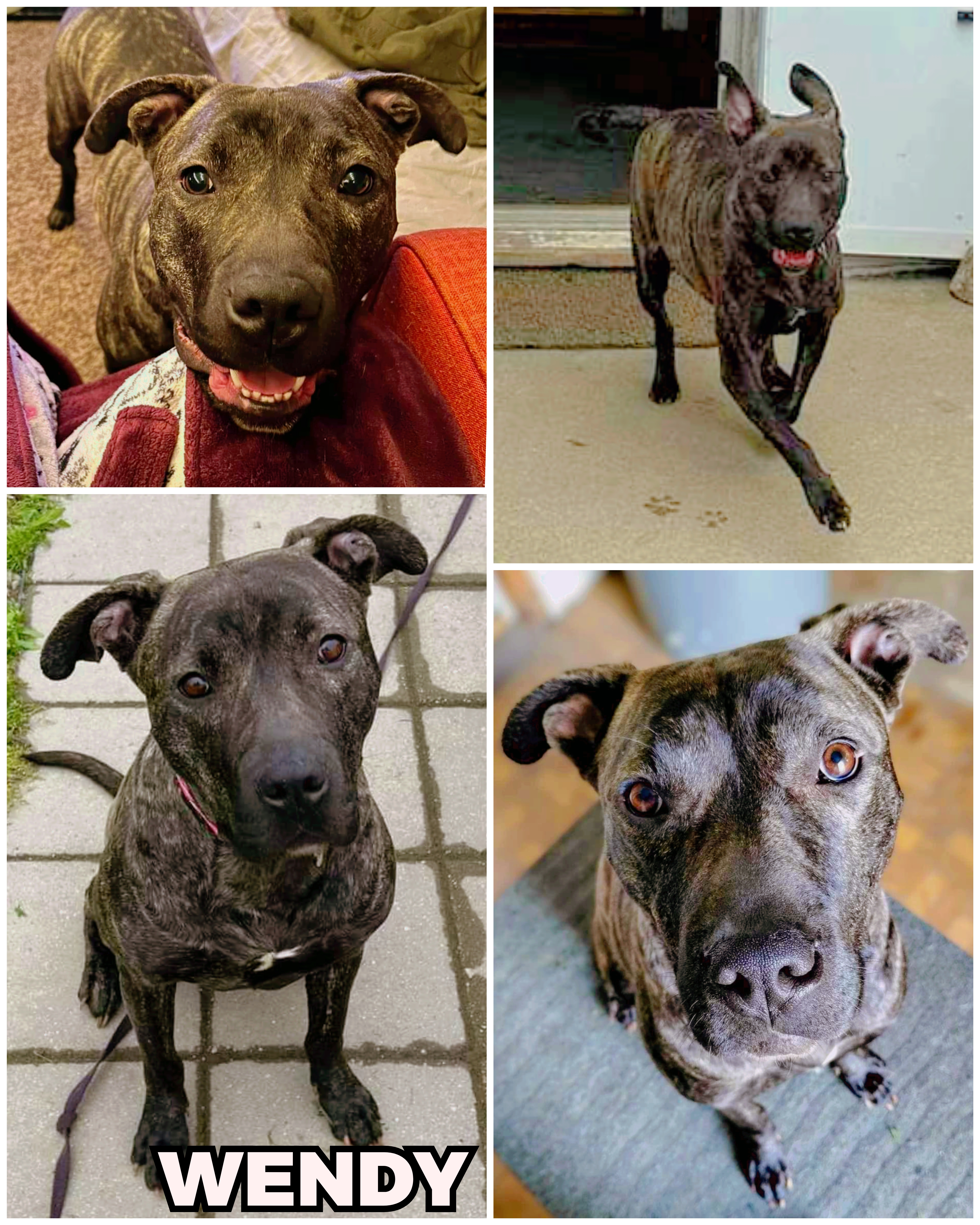 Wendy, a Adoptable mixed breed in Ferndale, MI image 3/6