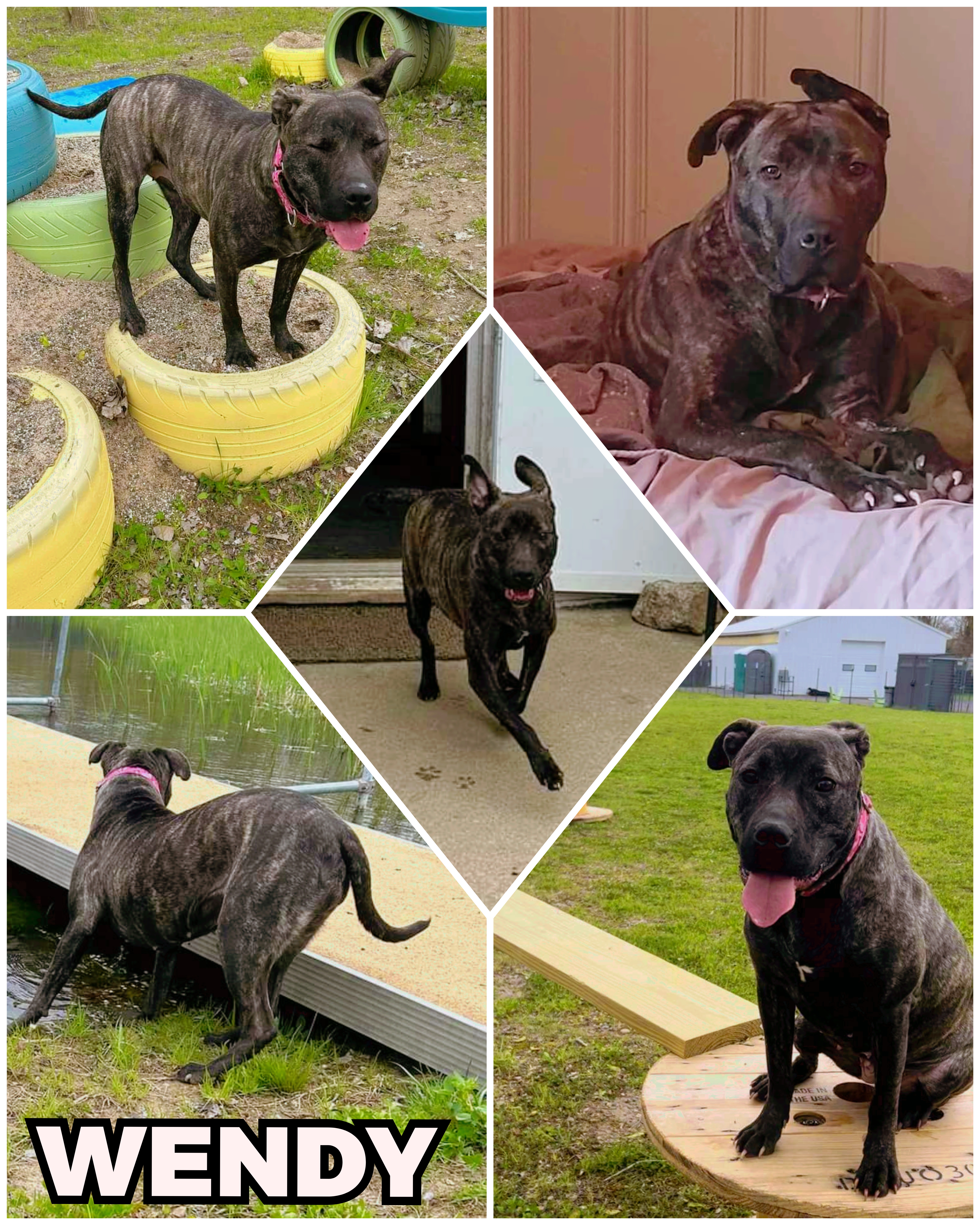 Wendy, a Adoptable mixed breed in Ferndale, MI image 6/6