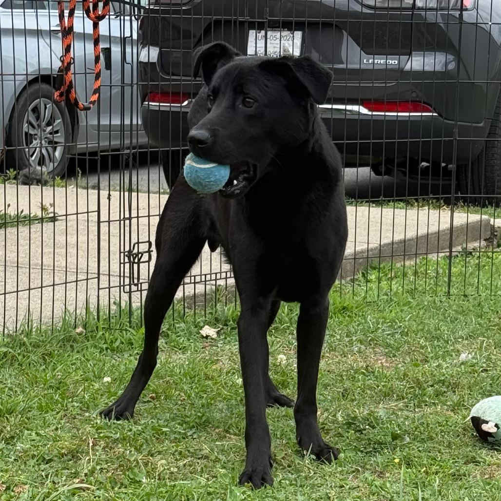 Han Solo, a Adoptable Labrador Retriever in Jacksonville, AR image 1/6