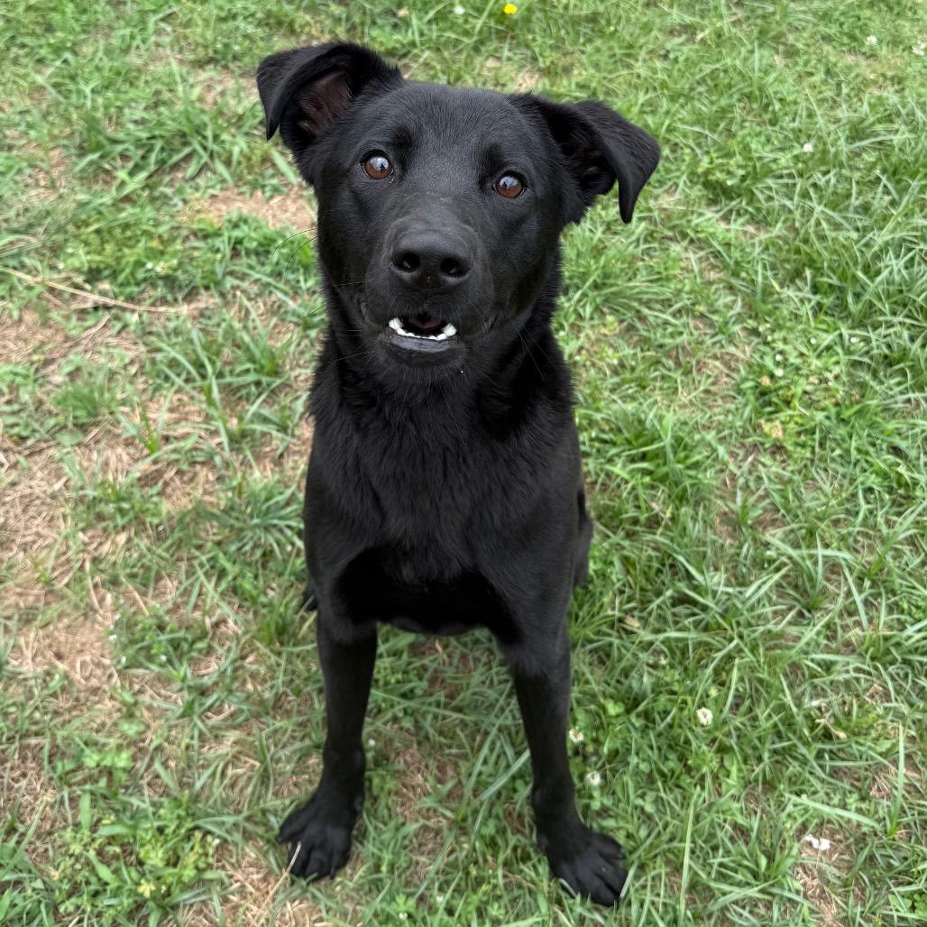Han Solo, a Adoptable Labrador Retriever in Jacksonville, AR image 2/6
