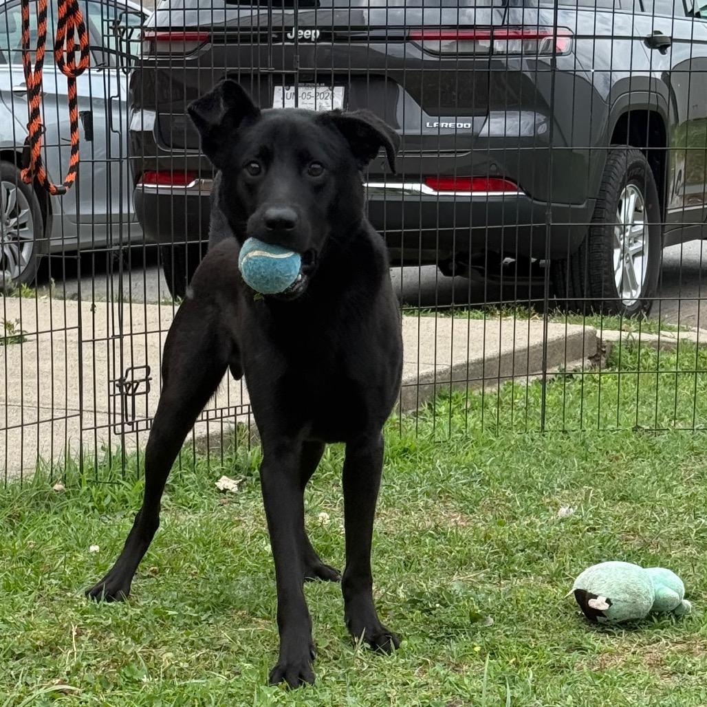 Han Solo, a Adoptable Labrador Retriever in Jacksonville, AR image 3/6