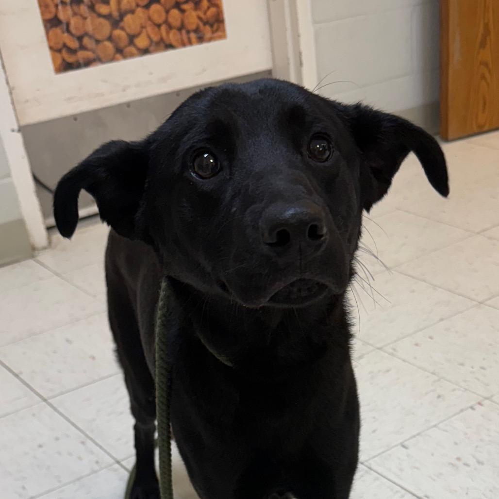 Han Solo, a Adoptable Labrador Retriever in Jacksonville, AR image 4/6