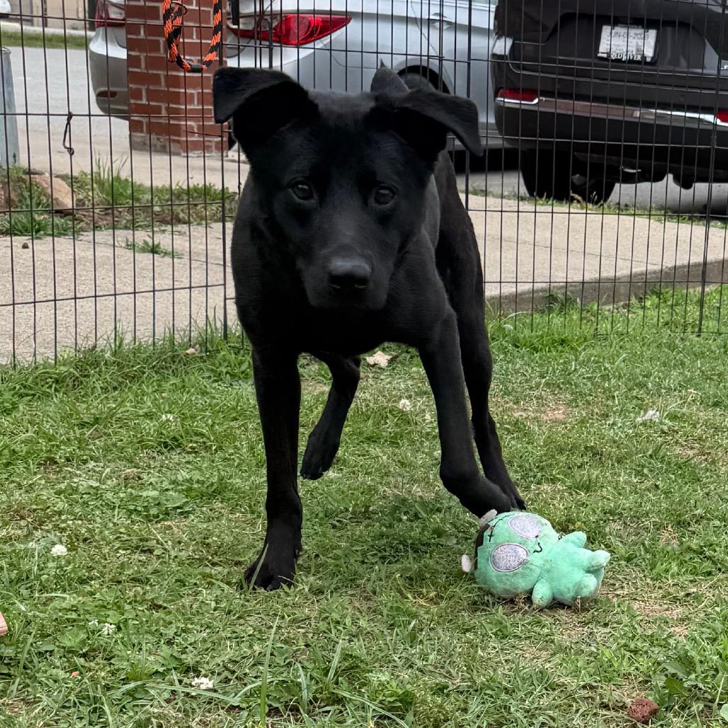 Han Solo, a Adoptable Labrador Retriever in Jacksonville, AR image 5/6