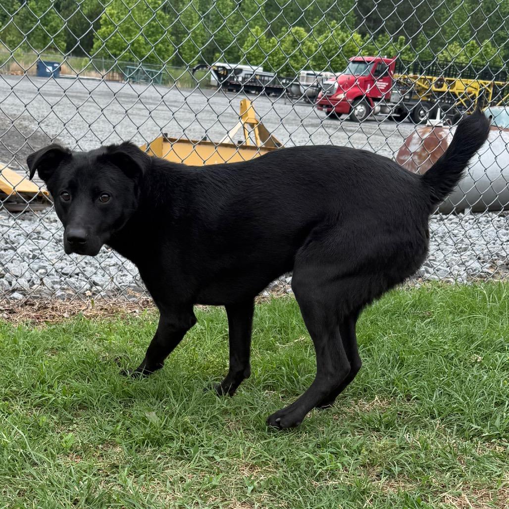 Han Solo, a Adoptable Labrador Retriever in Jacksonville, AR image 6/6