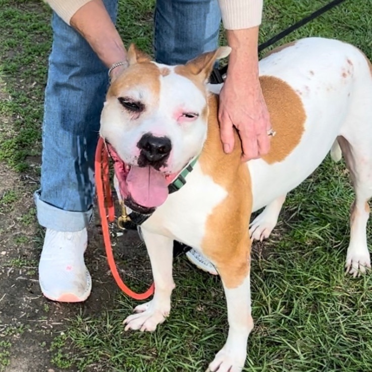 Dog for adoption Petey aka "Sweetie Petey", an American Bulldog