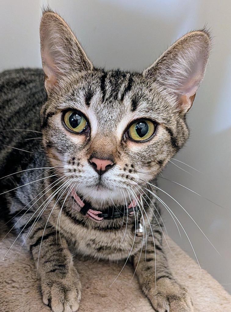 Freya, Adoptable, Young Female Domestic Short Hair.