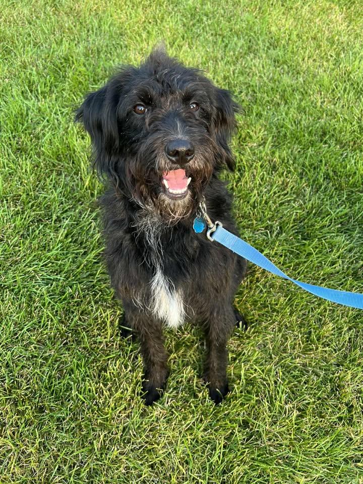 Hank, a Adopted mixed breed in Dubuque, IA image 2/5