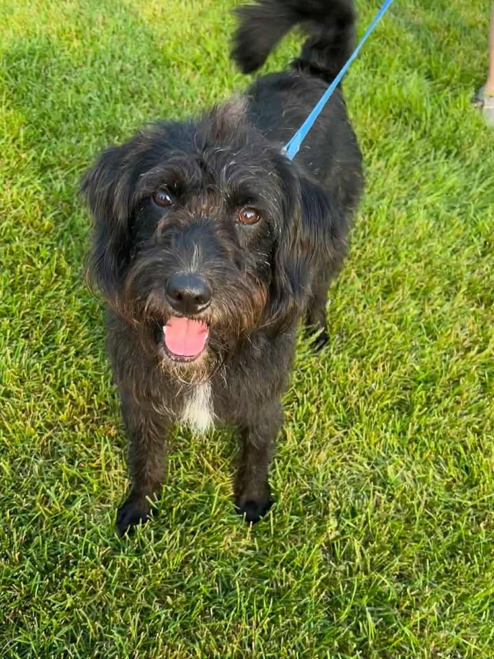 Hank, a Adopted mixed breed in Dubuque, IA image 3/5
