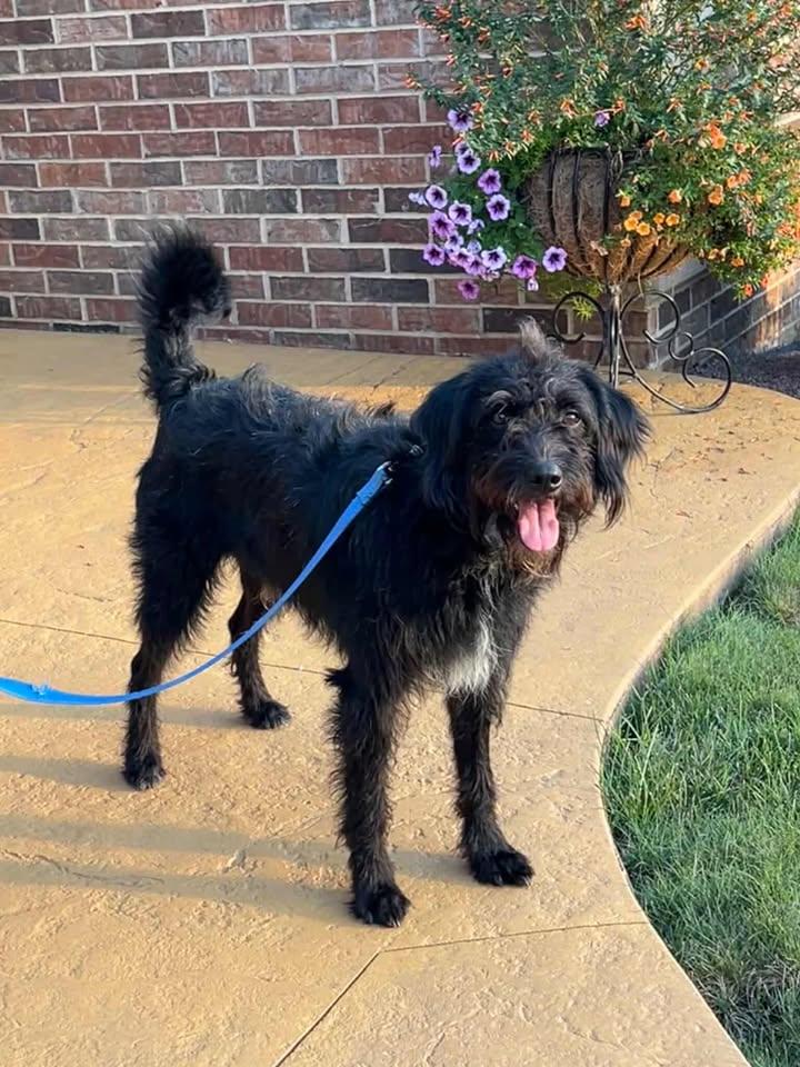 Hank, a Adopted mixed breed in Dubuque, IA image 5/5