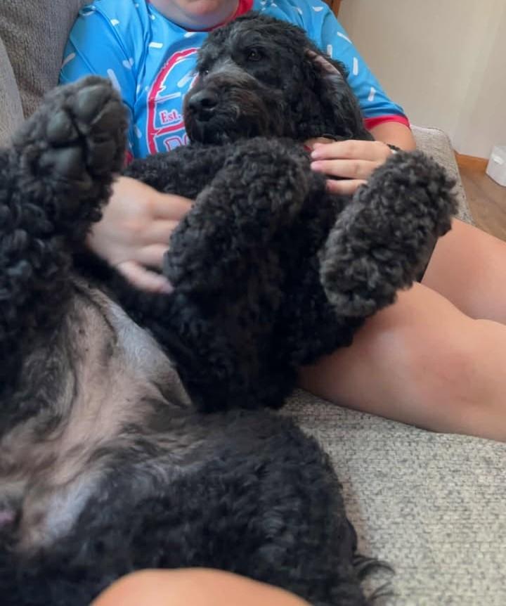 Hank, a Adopted mixed breed in Dubuque, IA image 4/5