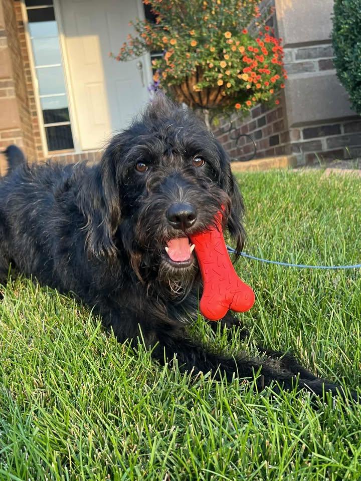 Hank, a Adopted mixed breed in Dubuque, IA image 1/5
